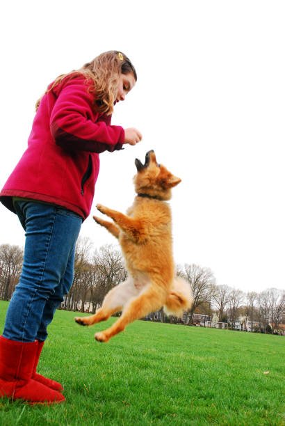 Five Easy Ways To Raise A Good Pet - Meterpet