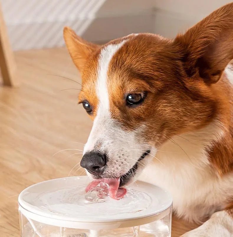 Automatic Pet Fountain Water - 1L USB, Whisper - Quiet and Advanced Filtration System - Meterpet