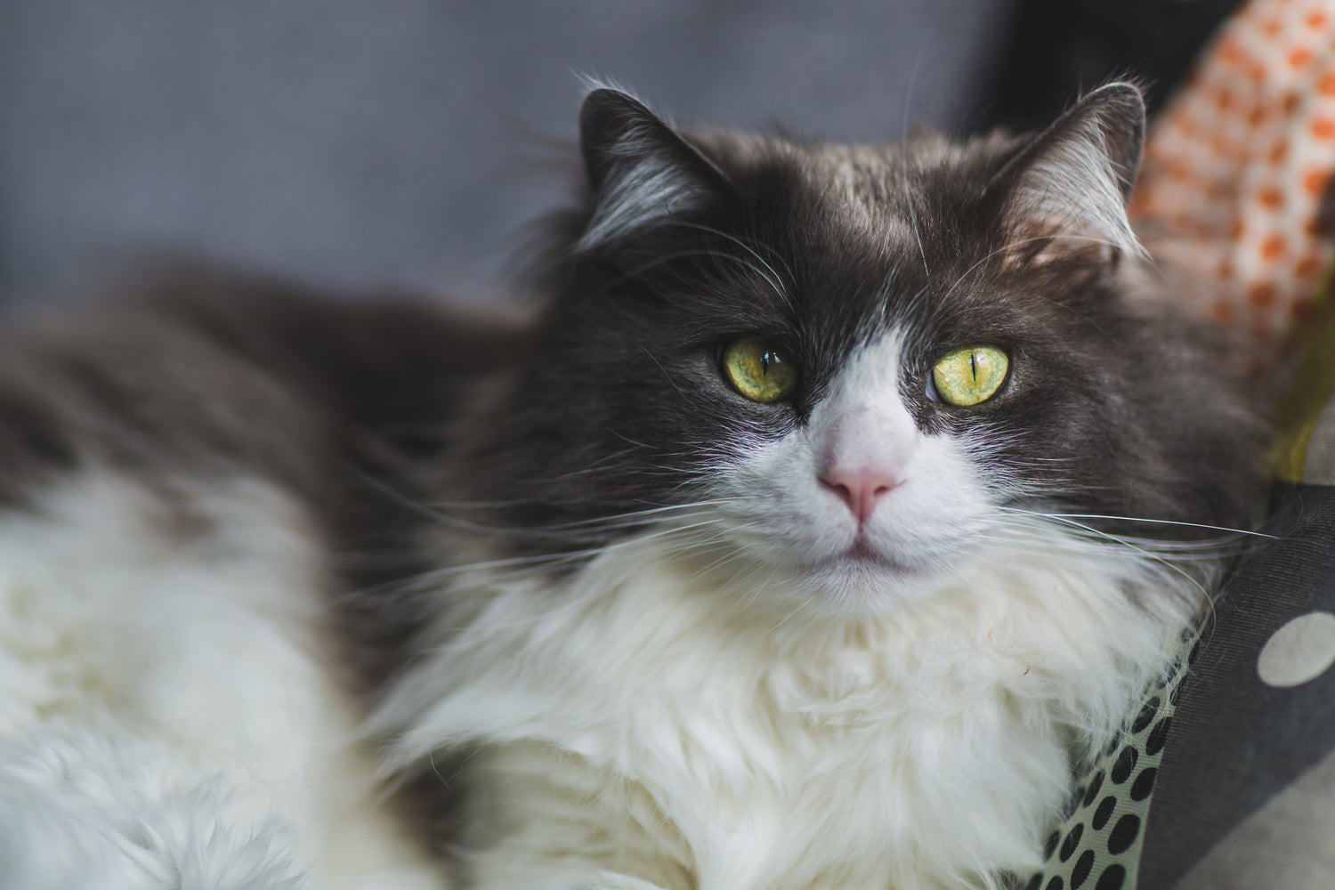 Resting cat