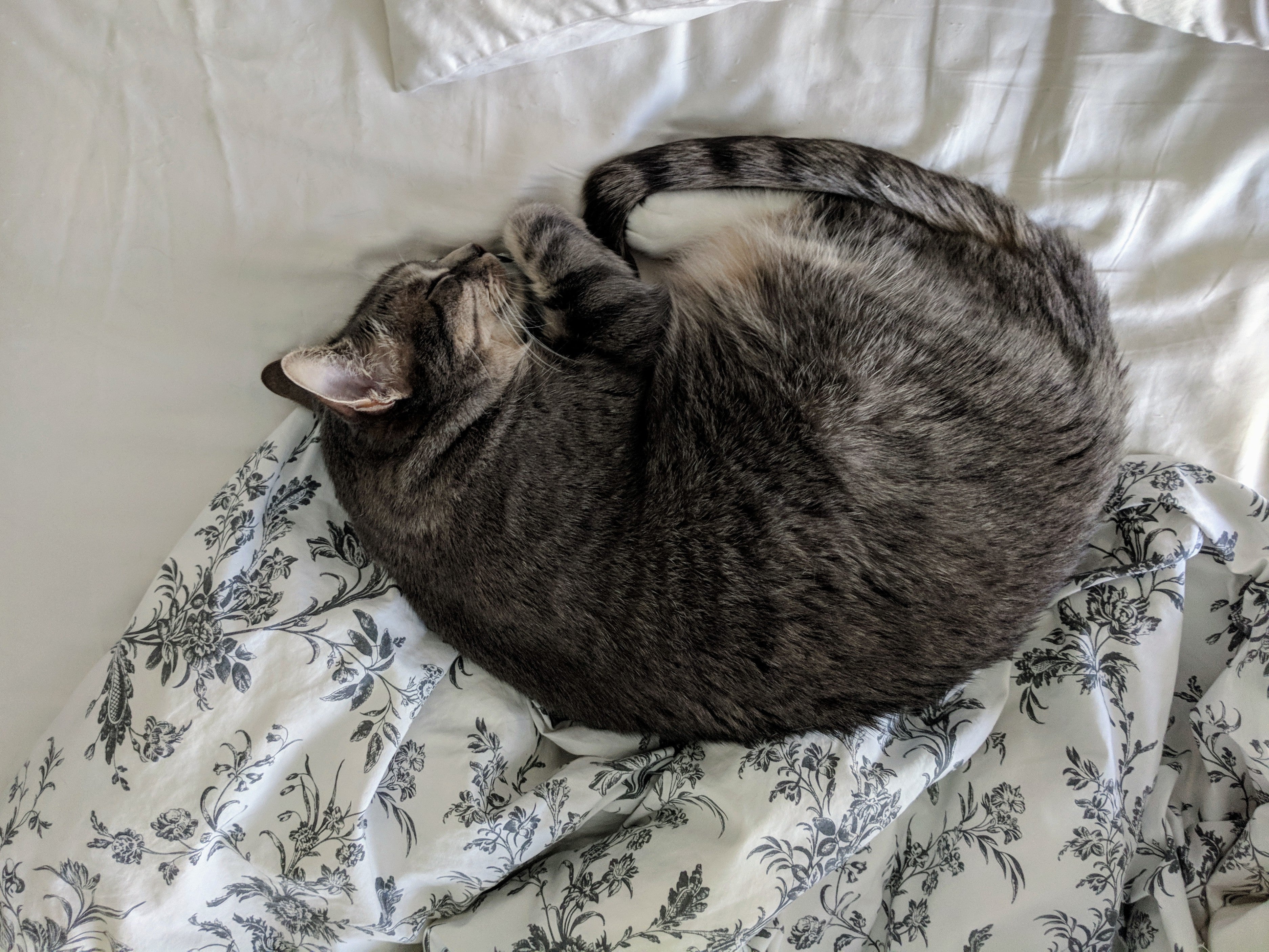 cat slepping
