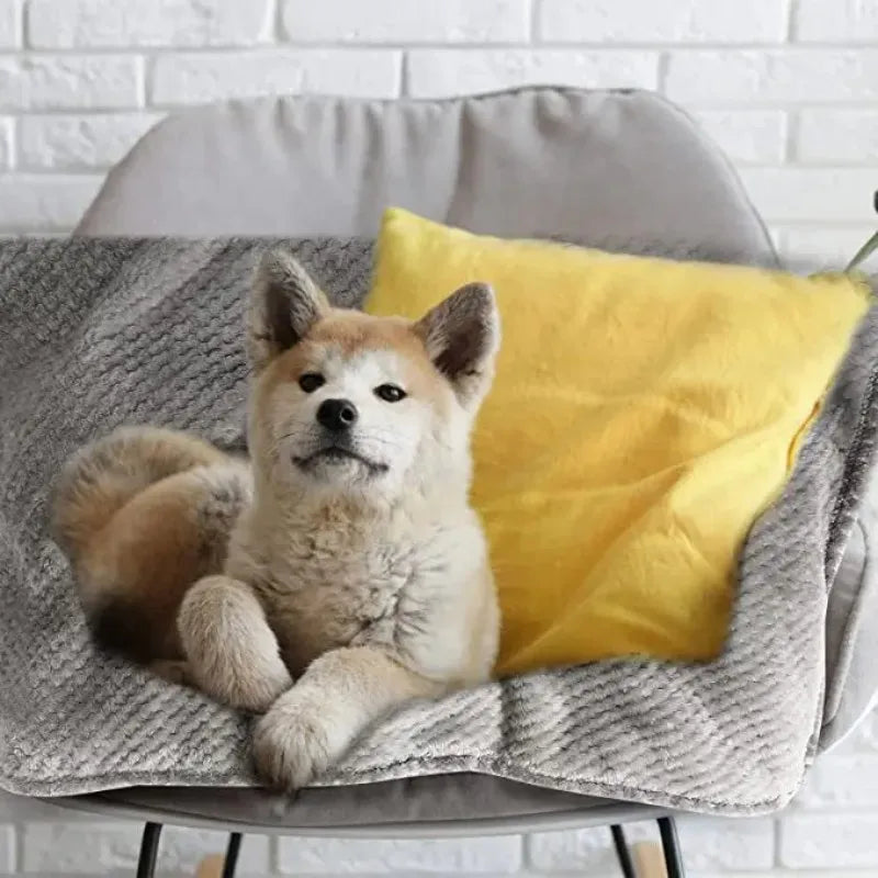 Dog relaxing on blanket