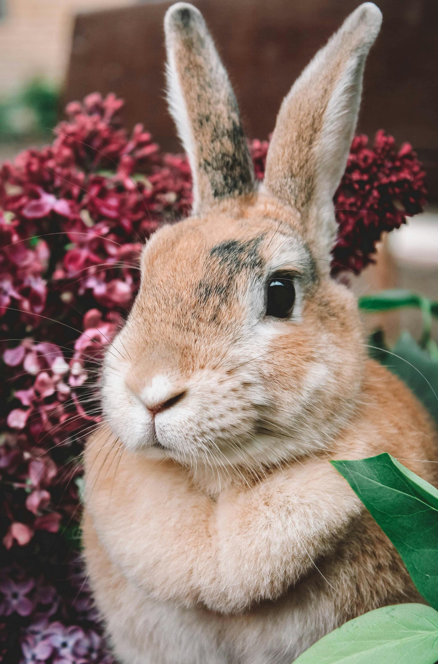 Rabbit Playing