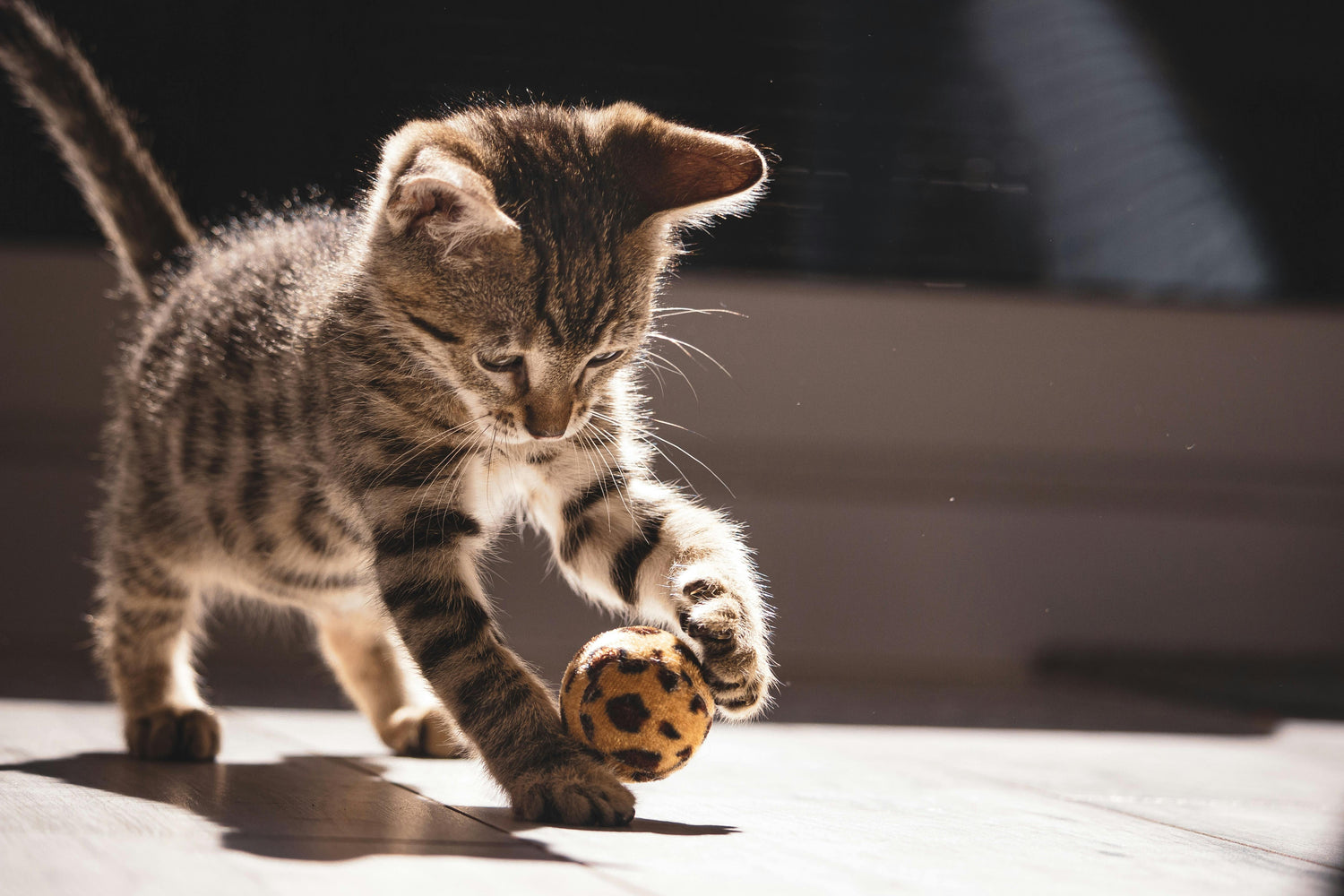 Cat playing Toy