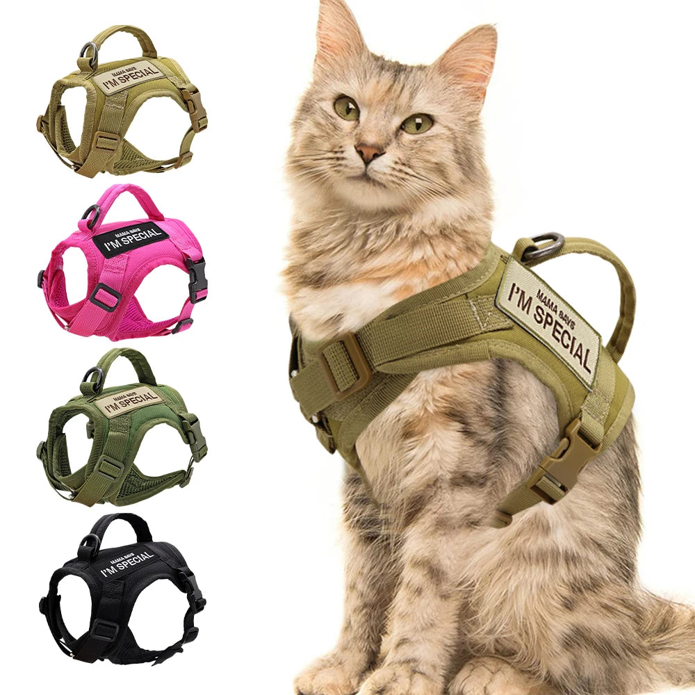 Cat wearing Harness
