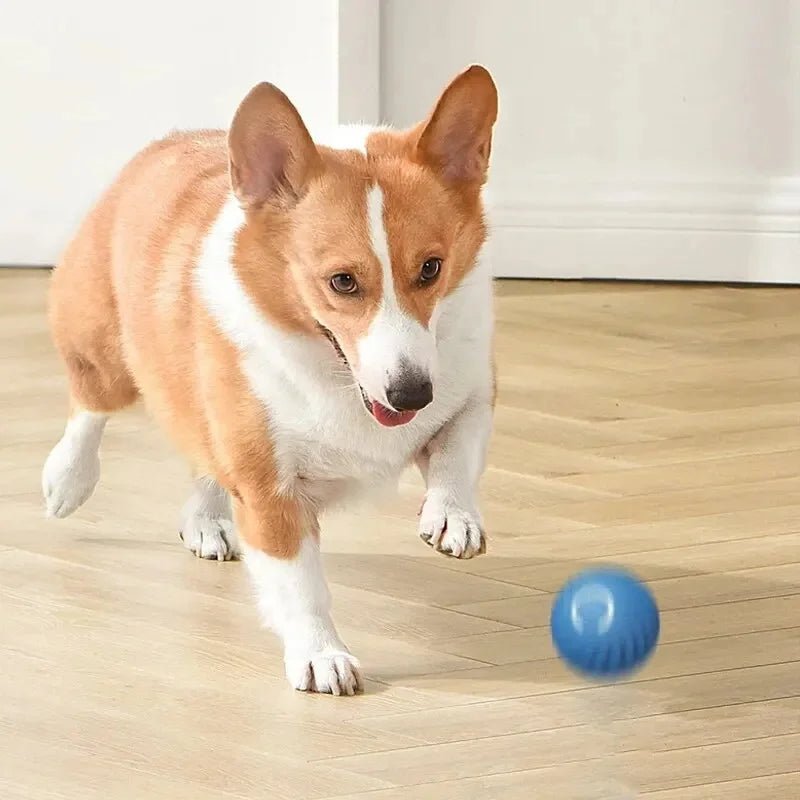 Interactive Dog Toy Ball - Smart USB Rechargeable Bouncing Ball for Active Dogs - Meterpet