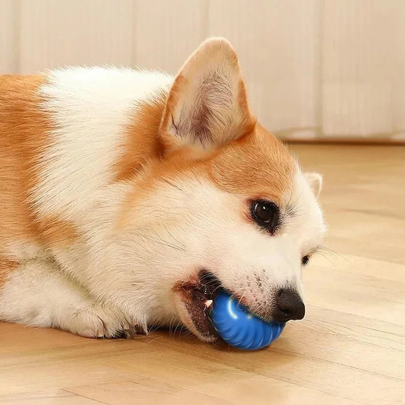 Interactive Dog Toy Ball - Smart USB Rechargeable Bouncing Ball for Active Dogs - Meterpet