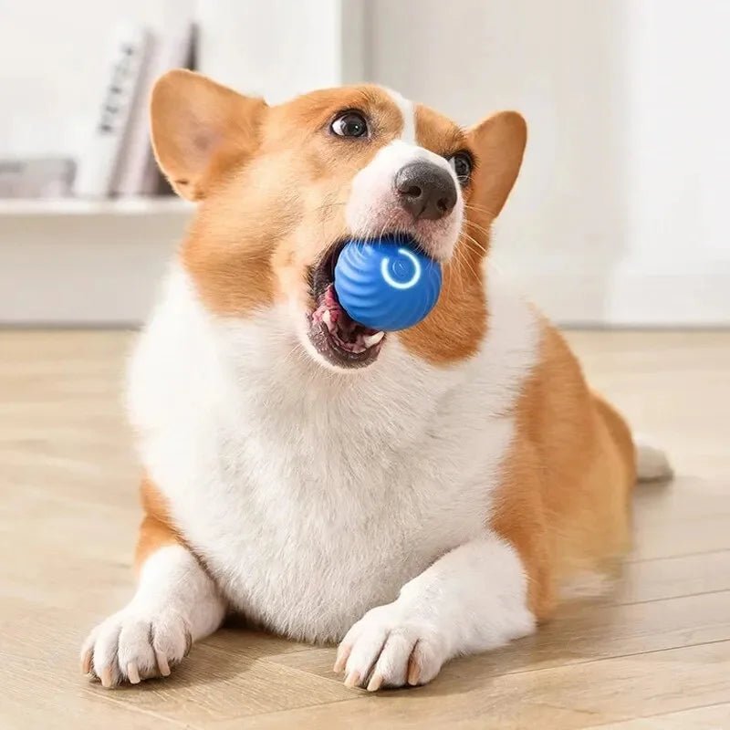 Interactive Dog Toy Ball - Smart USB Rechargeable Bouncing Ball for Active Dogs - Meterpet